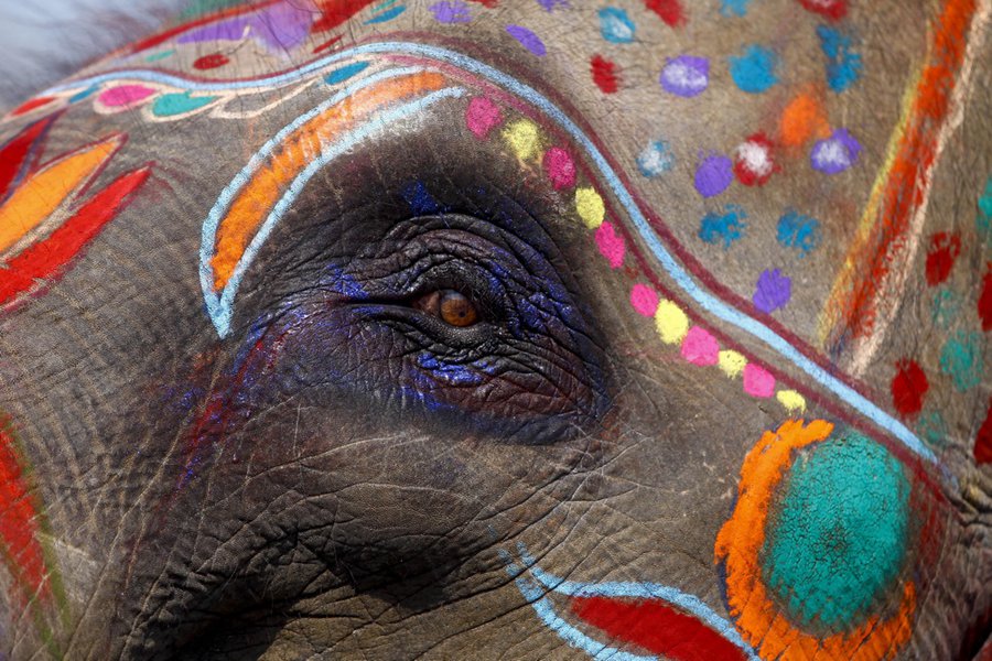 Elephant beauty contest held in Nepal