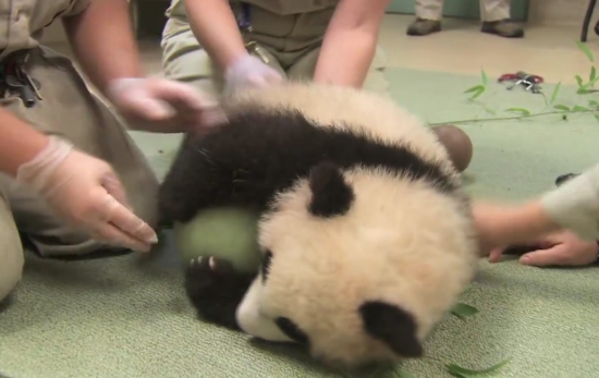 Giant panda cub won't give up its ball