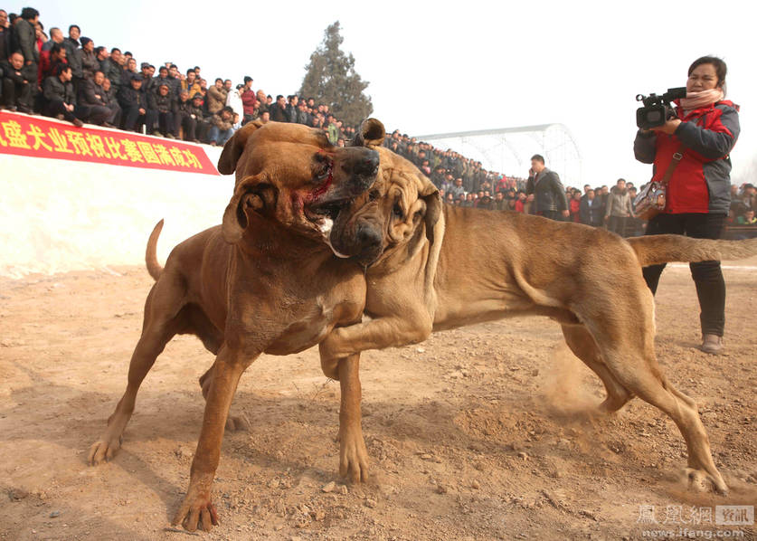 Top 10 fighting dogs in sales the world