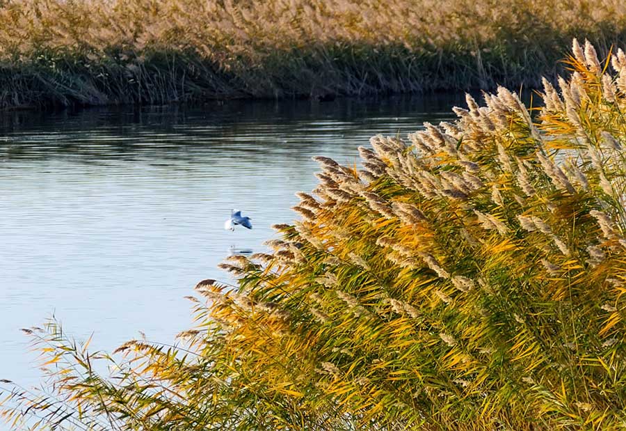 Intoxicating Juyan Lake in the first rays of the morning sun
