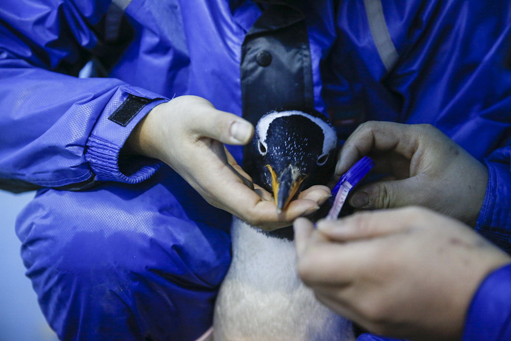 Photo Story: To be 'Mr. Penguin'