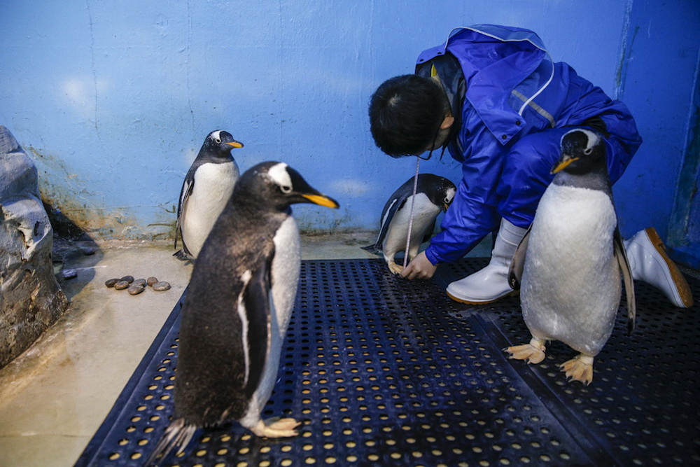 Photo Story: To be 'Mr. Penguin'