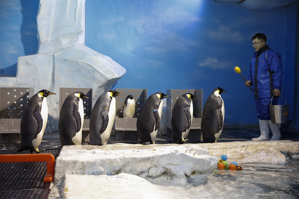 Photo Story: To be 'Mr. Penguin'