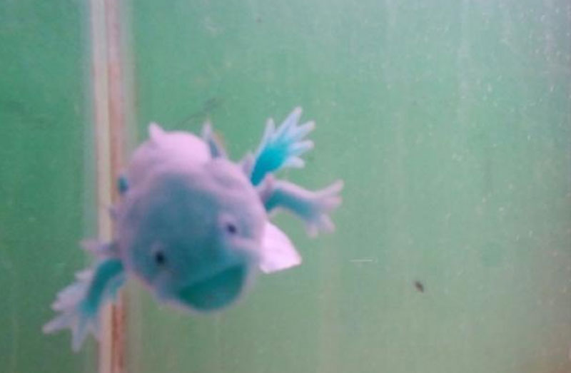 Look at the cutest dinosaur fish in Hubei!
