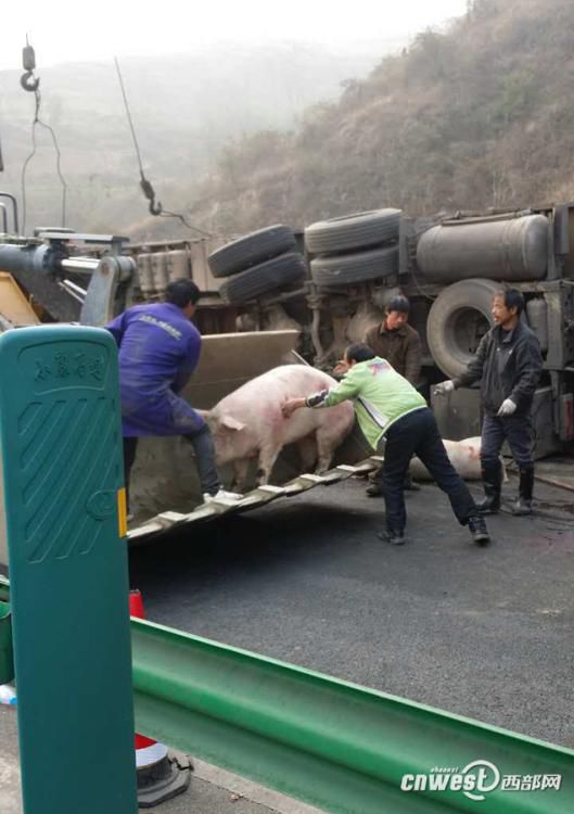 Truck loaded with pigs overturns on road 