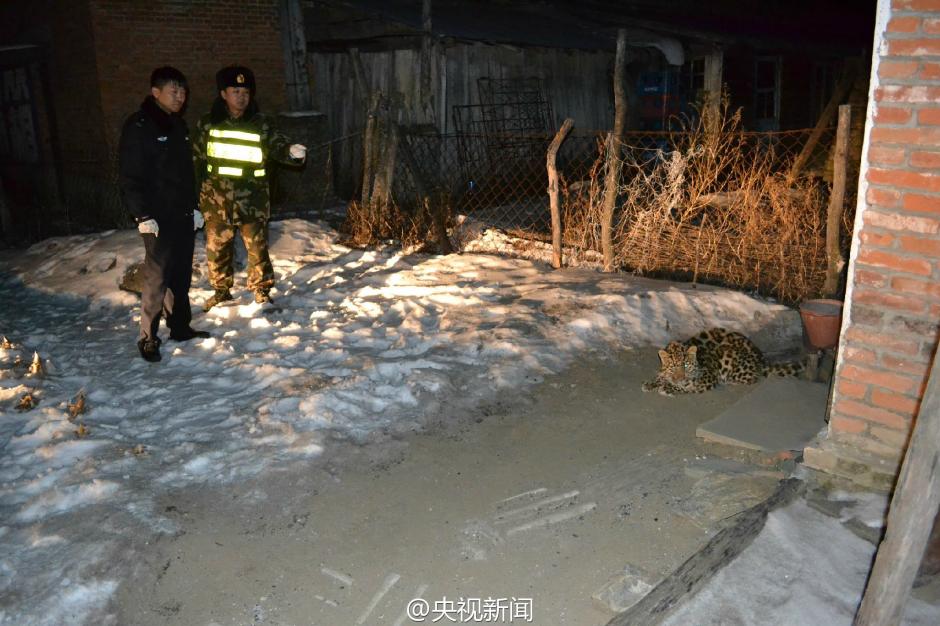 Juvenile Amur leopard found in a village in NE China