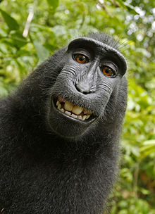 US court rules monkey has no copyright to selfie photos