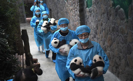 Number of giant pandas in China reaches 422