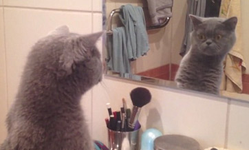 Curious cat can't help but admire his own reflection after catching it in the mirror