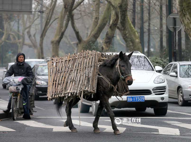 Watch out! Naughty mule walks in the motorway
