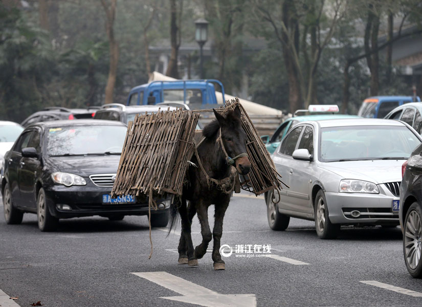 Watch out! Naughty mule walks in the motorway
