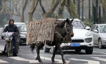 Watch out! Naughty mule walks in the motorway