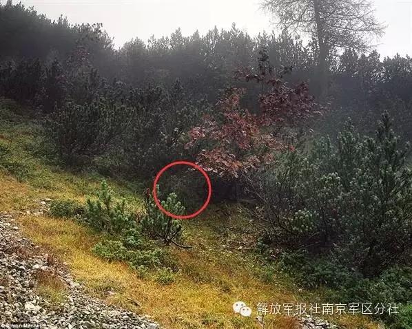 Can you find out the sniper hiding in camouflage?