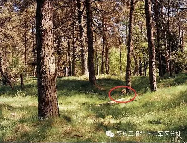 Can you find out the sniper hiding in camouflage?