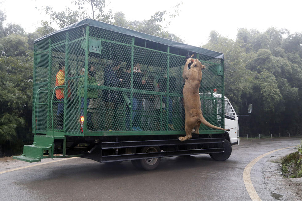 Thrilling! Tigers and Lions Rush At You for Food in SW China