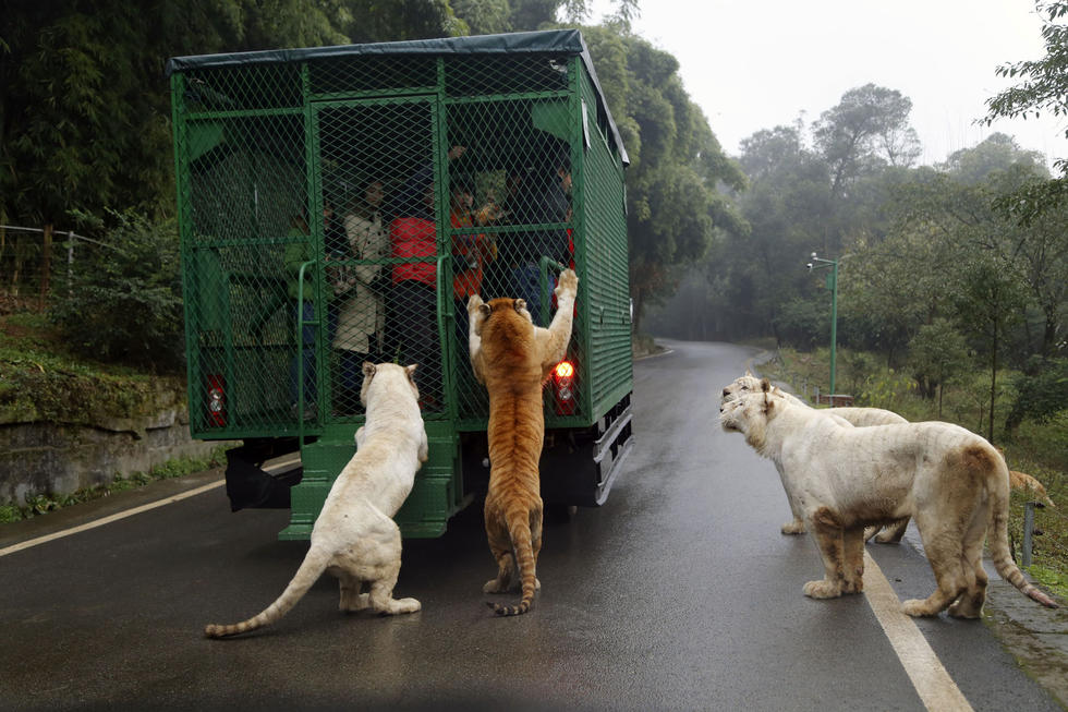 Thrilling! Tigers and Lions Rush At You for Food in SW China