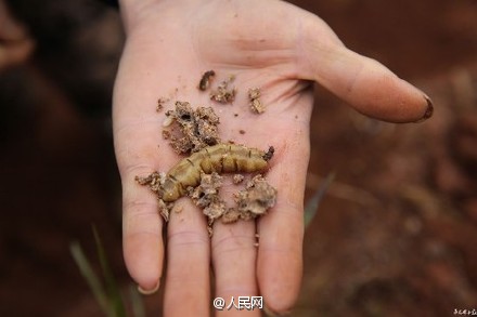 78 nests of termites dug out of reservoir in Sichuan

