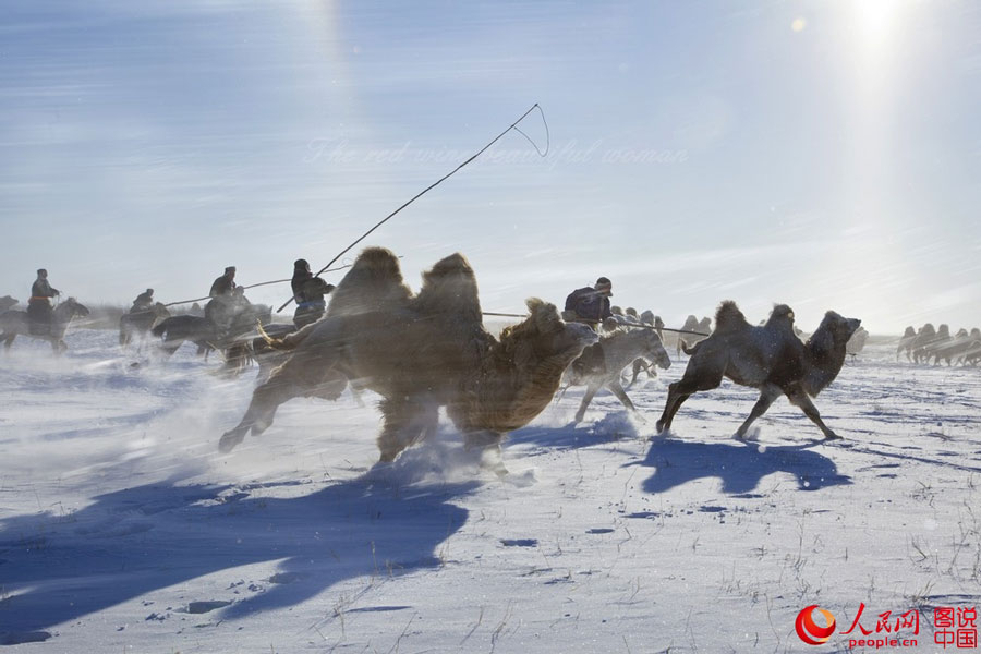 Stunning prairie in winter