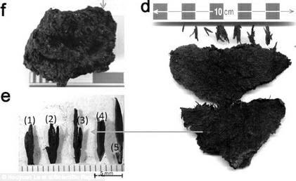 China’s earliest tea discovered in ancient mausoleum