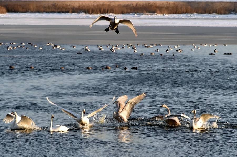 Thousands of swans migrate to Shandong 