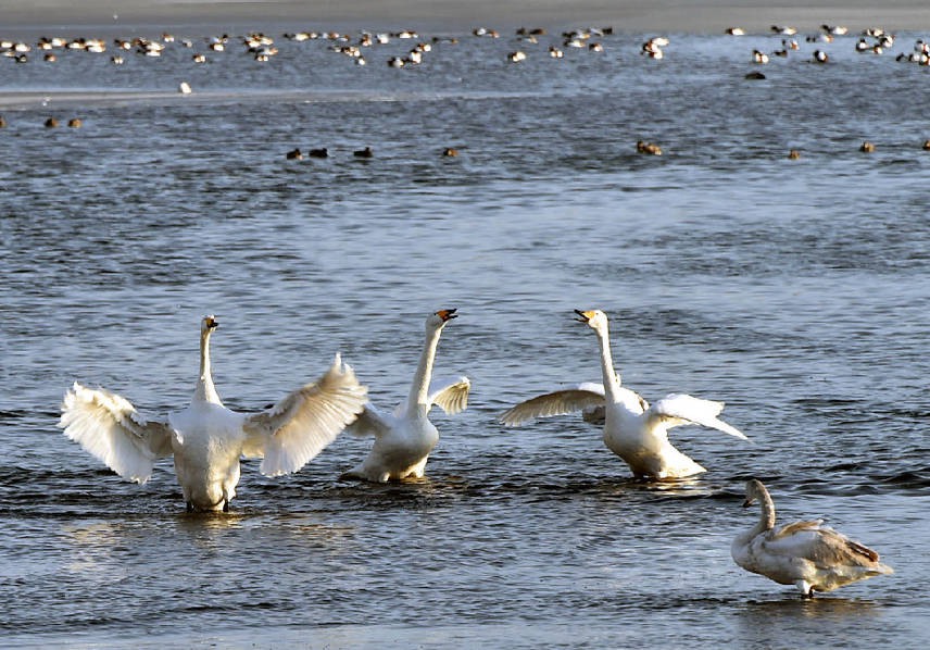 Thousands of swans migrate to Shandong 