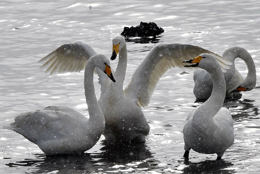 Thousands of swans migrate to Shandong 