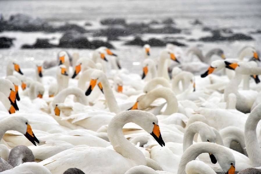Thousands of swans migrate to Shandong 
