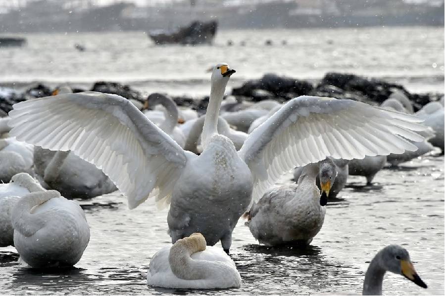 Thousands of swans migrate to Shandong 