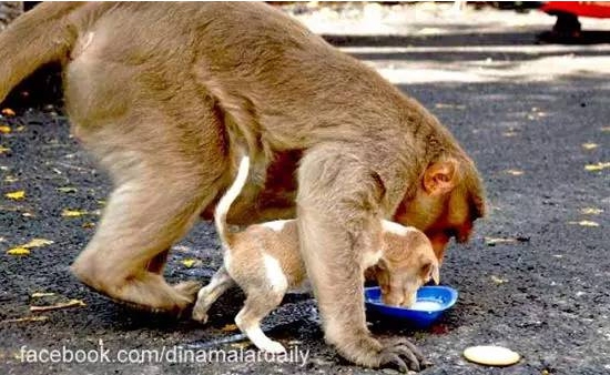 Monkey who adopts a puppy touches the world