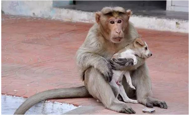 Monkey who adopts a puppy touches the world
