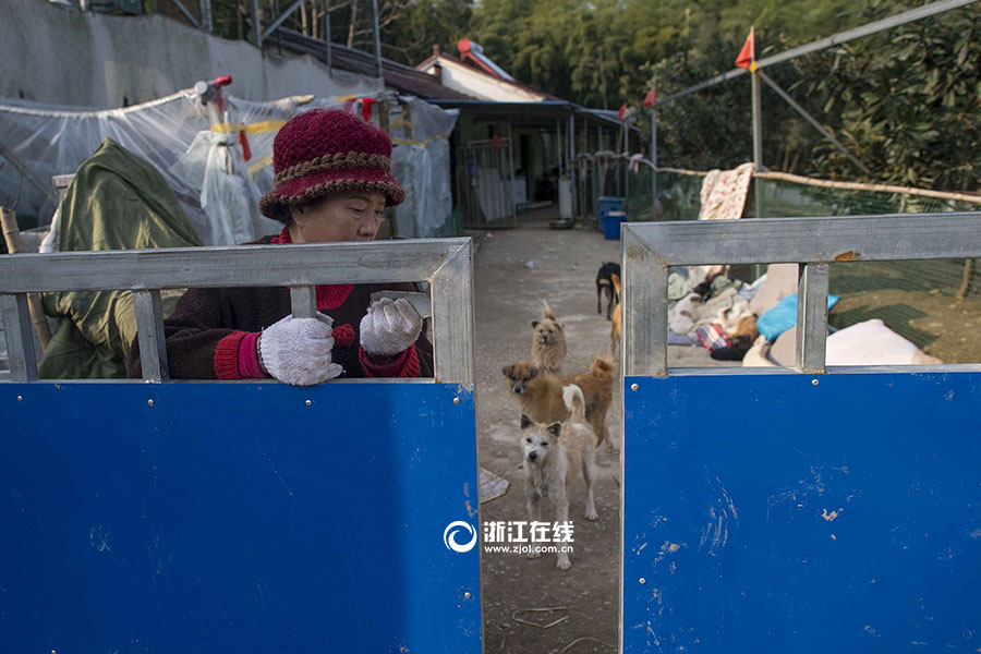 Retired doctor builds stray animals base after selling her apartments

