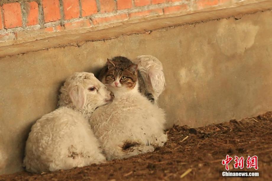 Cat cuddles with sheep to keep warm 