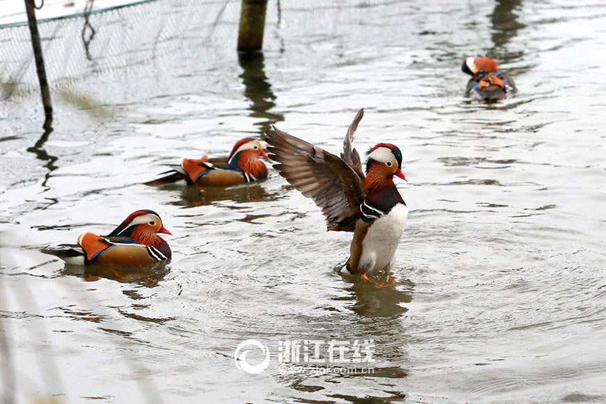 Mandarin ducks frolicking in West Lake 
