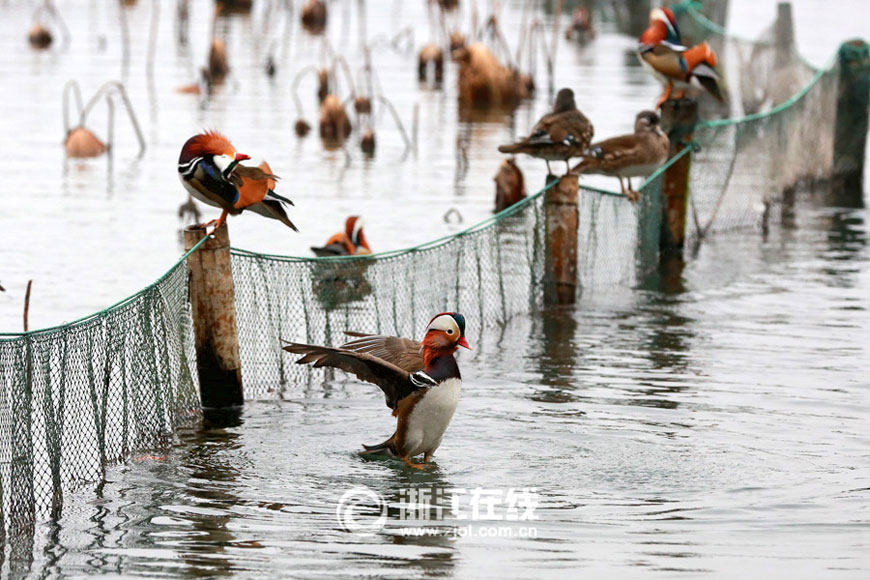 Mandarin ducks frolicking in West Lake 
