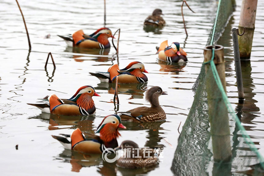 Mandarin ducks frolicking in West Lake 
