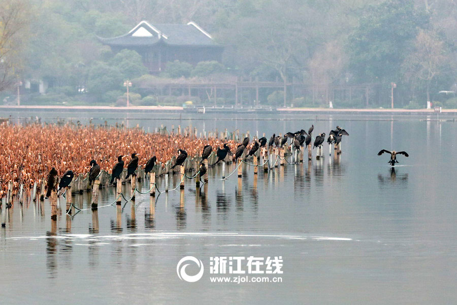 Mandarin ducks frolicking in West Lake 
