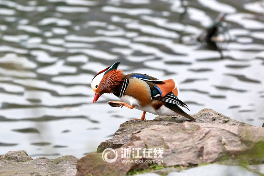 Mandarin ducks frolicking in West Lake 
