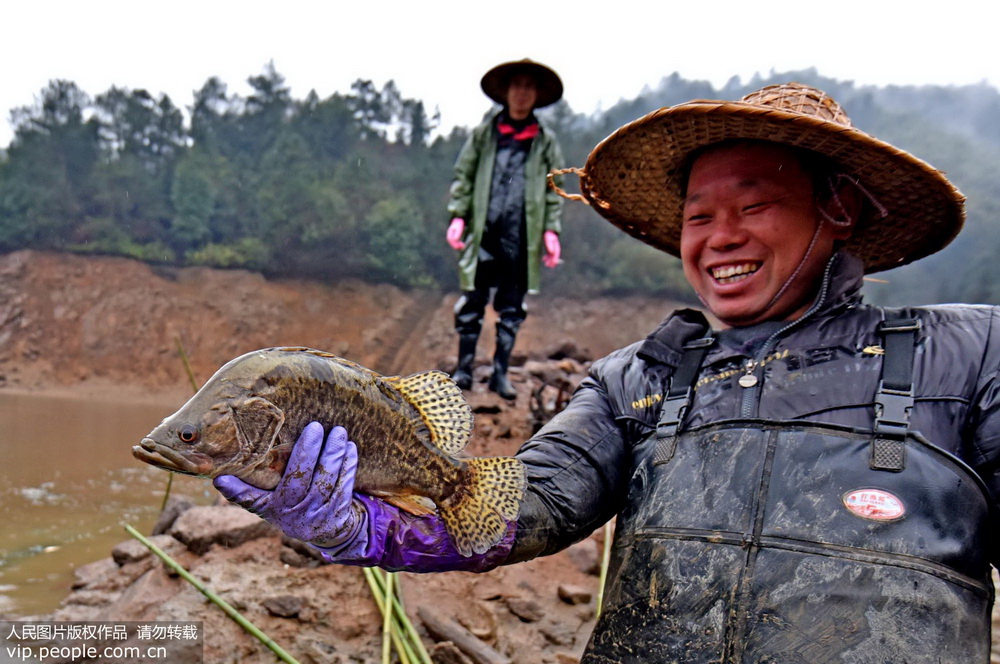 Farmers catch fish to celebrate Chinese New Year