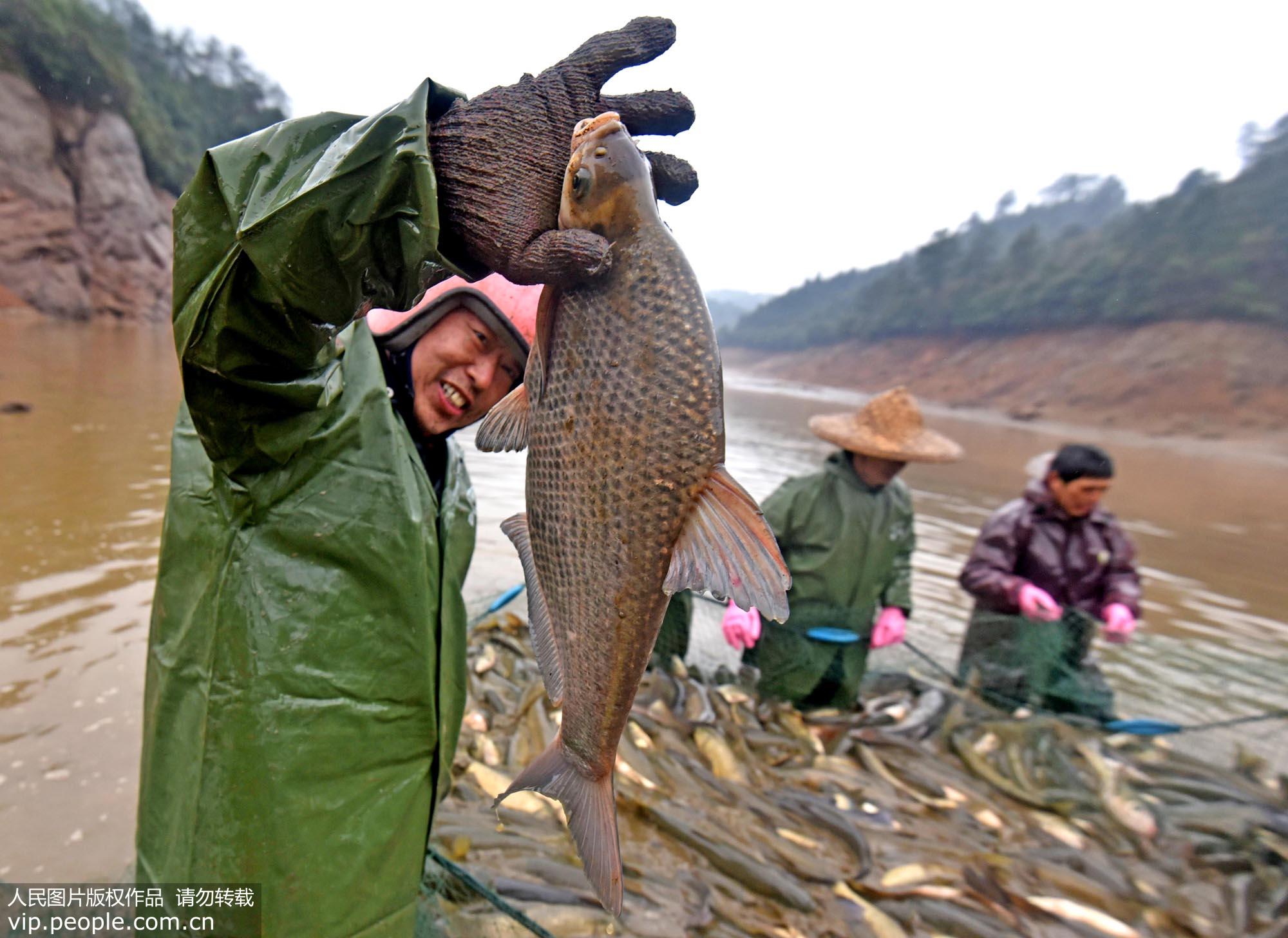 Farmers catch fish to celebrate Chinese New Year