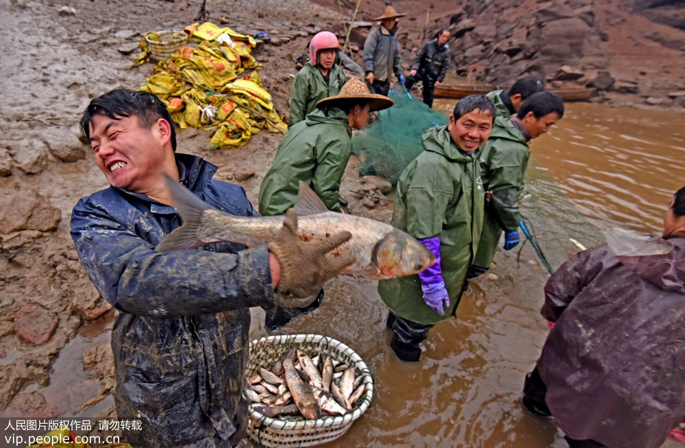 Farmers catch fish to celebrate Chinese New Year