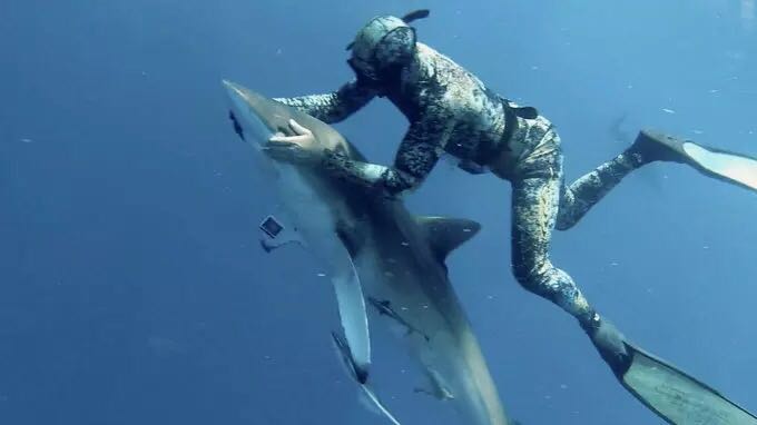 Diver Hypnotizes Shark to Remove Hook from Its Mouth - People's