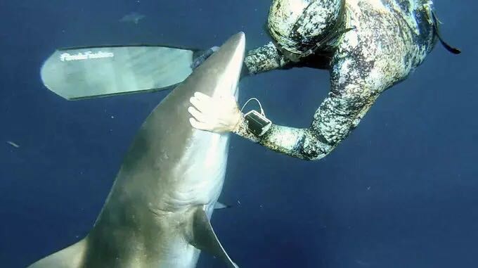 Diver Hypnotizes Shark to Remove Hook from Its Mouth - People's Daily Online