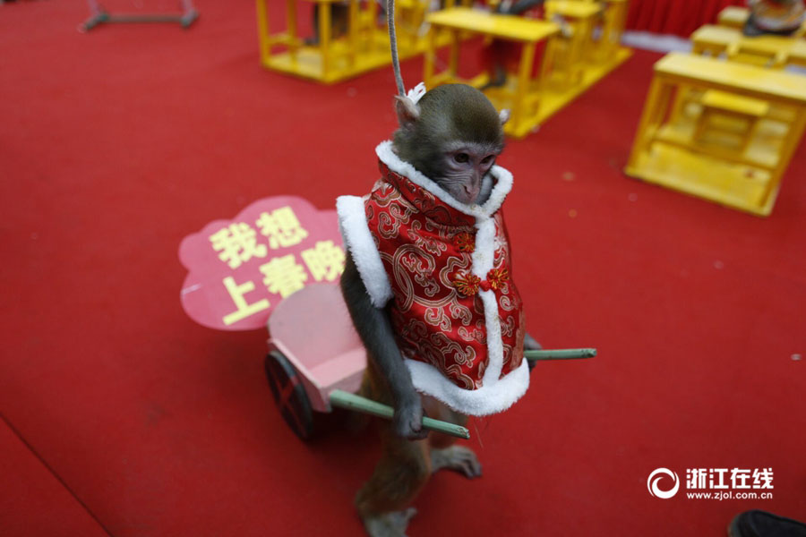 Spring Festival Gala of cute monkeys held in Hangzhou
