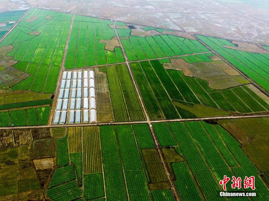 Guangxi's vegetable base feeds appetite of neighboring regions