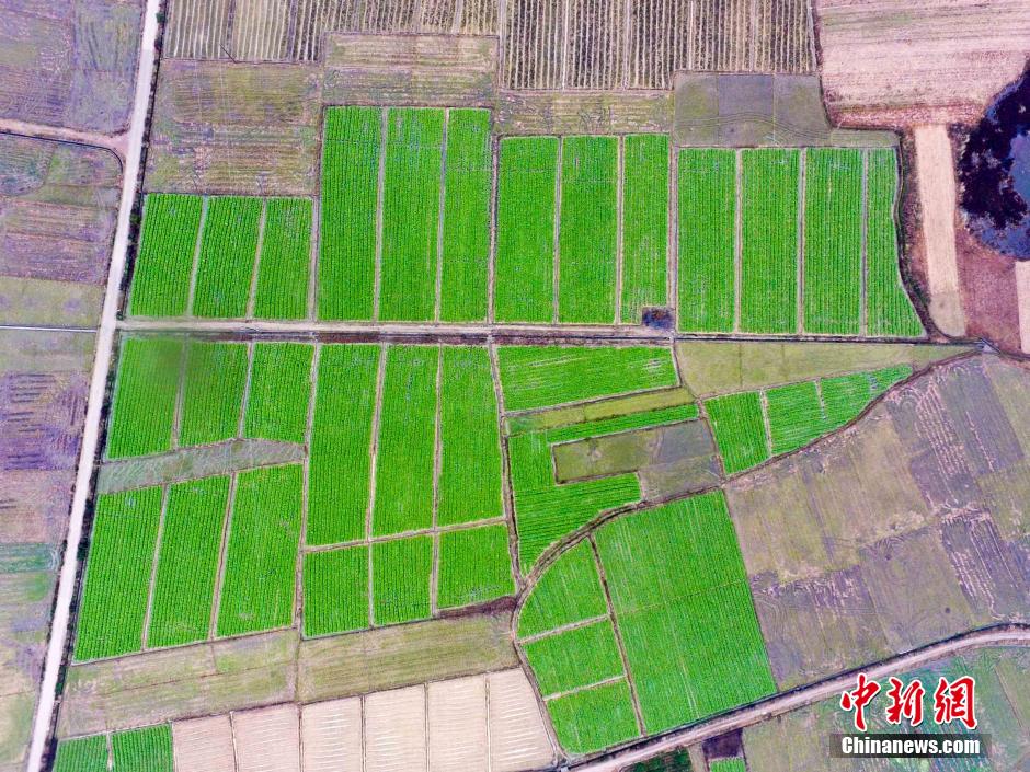Guangxi's vegetable base feeds appetite of neighboring regions