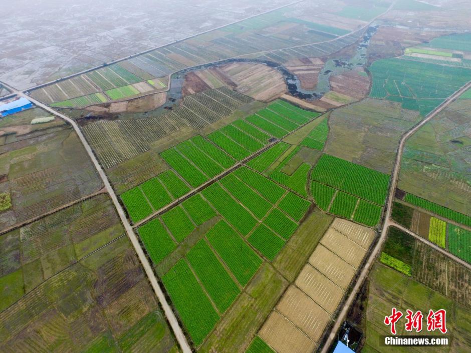 Guangxi's vegetable base feeds appetite of neighboring regions