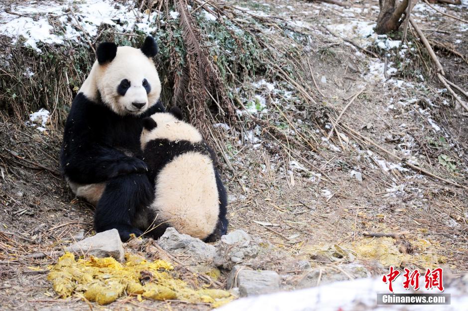 Cute giant panda cubs undergo wild training
