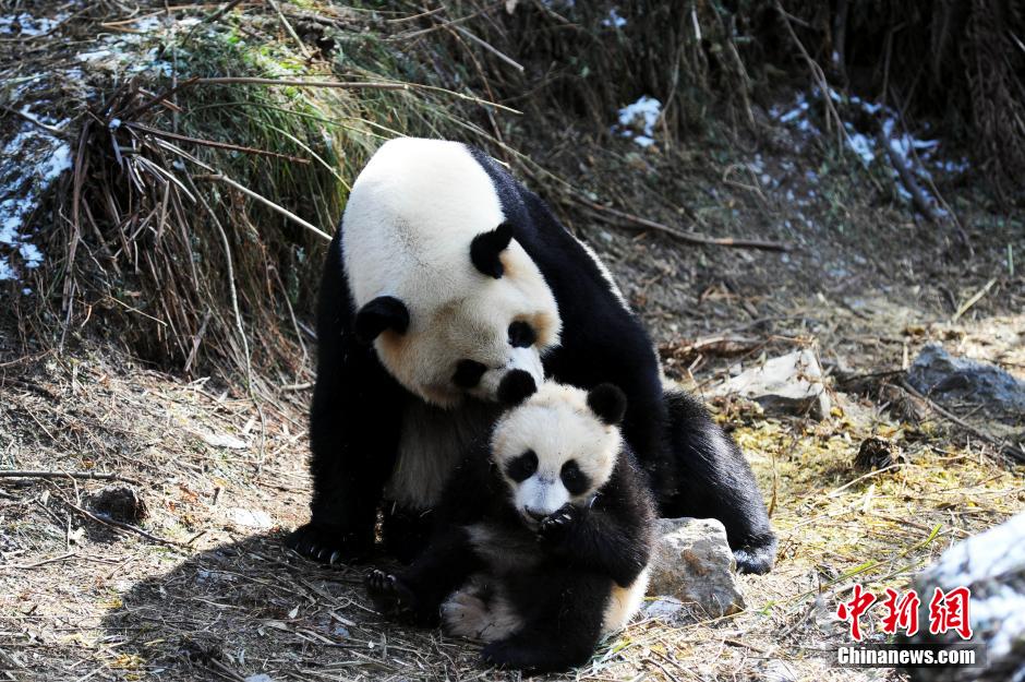 Cute giant panda cubs undergo wild training