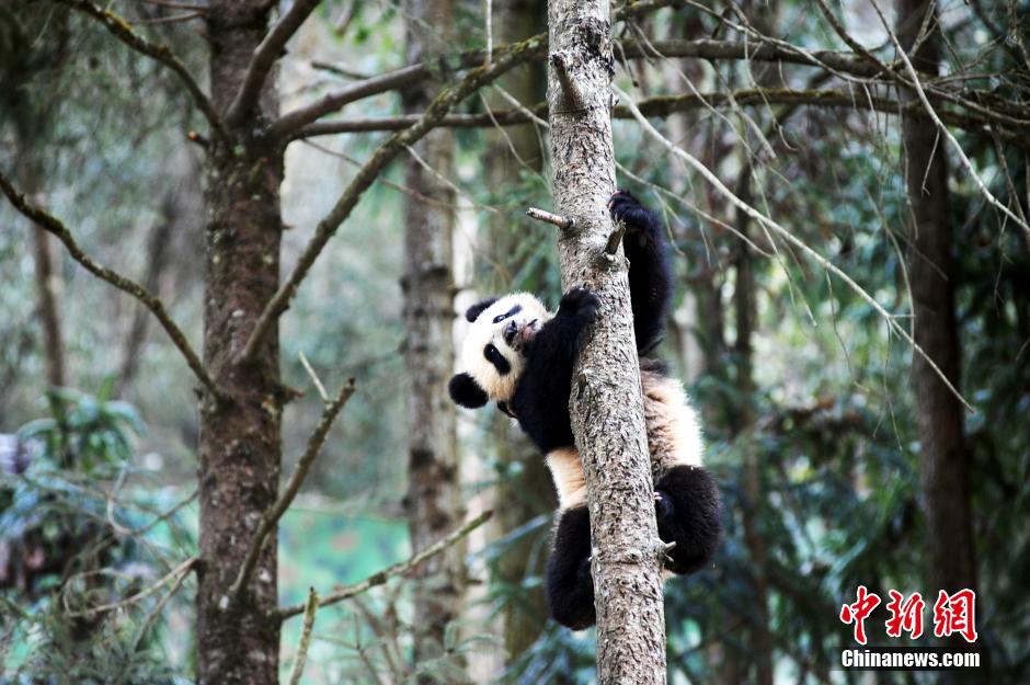 Cute giant panda cubs undergo wild training