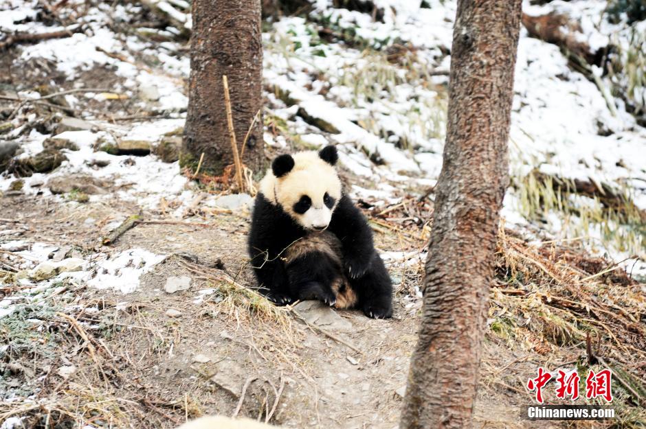 Cute giant panda cubs undergo wild training